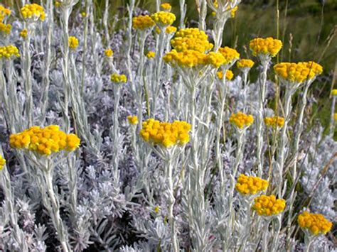 Healing Helichrysum - Integrity Botanicals