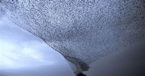 An Enormous Murmuration of Starlings Eclipsed the Sky Over Rome