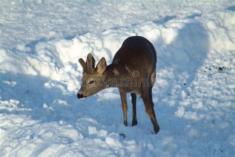 Deer on the snow stock photo. Image of cold, animal, winter - 5951710