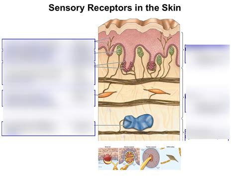 Sensory Receptors In The Skin Diagram Quizlet