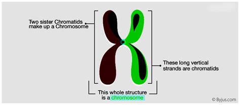 Chromosome Diagram, Structure & Function - Testbook.com