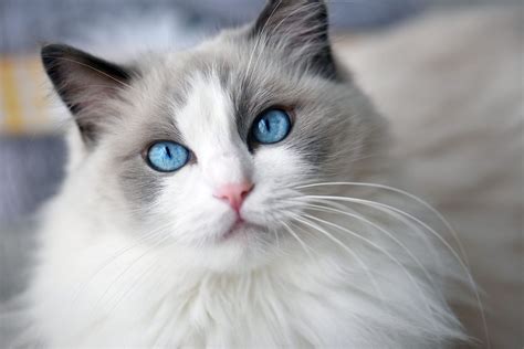 Long Haired Cat Breeds To Swoon Over