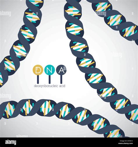 Dna Structure Chromosome Design Stock Vector Image Art Alamy