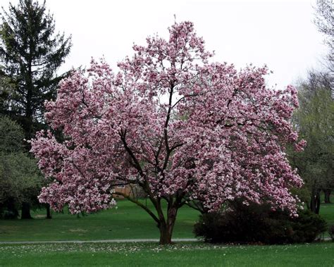 La Magia Di Magnolia