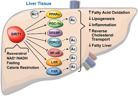 Figure From Sirtuin In Lipid Metabolism And Obesity Semantic Scholar