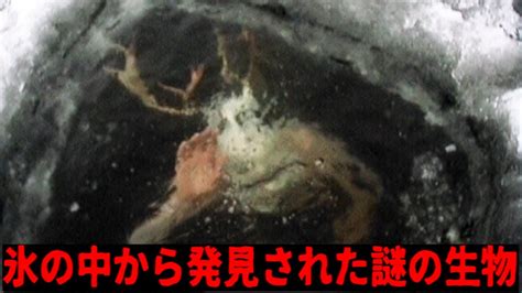 【⚠️閲覧注意】氷の中から発見された謎の奇妙な生物top5【都市伝説】 Youtube