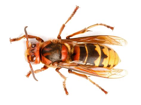 Hornet