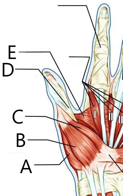 Thumb Collateral Ligament Injury Hand Orthobullets