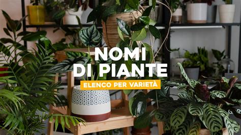 Nomi Di Piante Elenco Per Varietà Simegarden