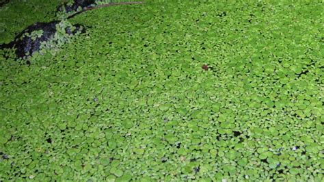 Lemna Minor The Common Duckweed Or Lesser Duckweed Is An Aquatic