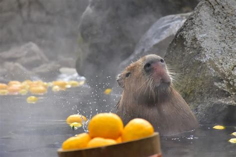 伊豆仙人掌動物公園 景點指南、常見問題、星評、周邊景點 And 交通資訊 好運日本行