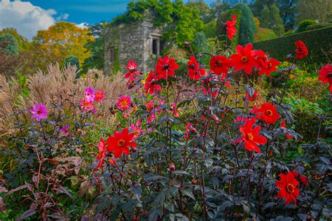 red dahlias – davids-photolife.com