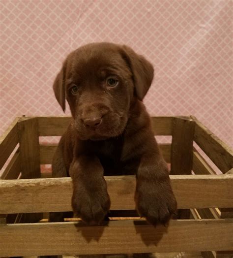 Labrador Retriever Puppies For Sale Narvon Pa 179333