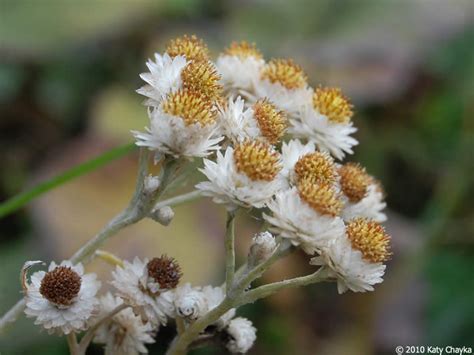 Pearly Everlasting Plant It Wild Native Michigan Plants