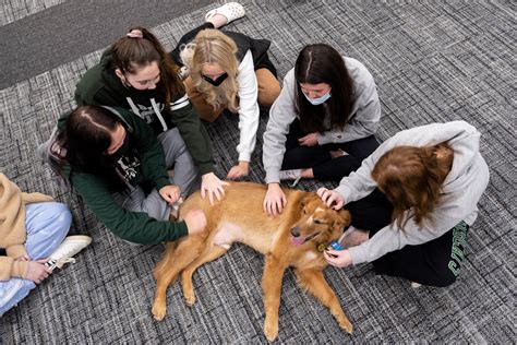 therapy dog thursdays    regular event