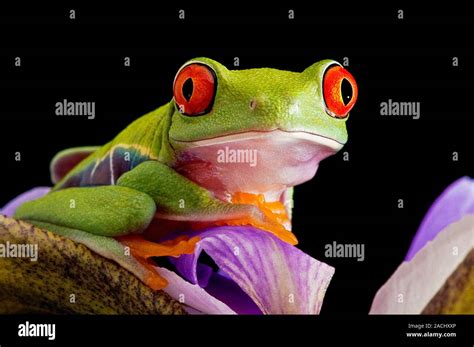 Red Eyed Tree Frog En Una Flor Ranas De Ojos Rojos Agalychnis