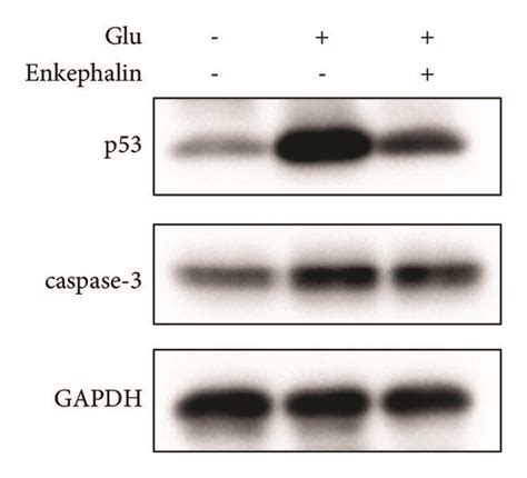 Effect Of Enkephalin On Hippocampal Neuron Apoptosis Induced By Glu