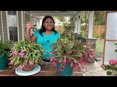 Cáctus amarillo de navidad descubre todo sobre esta planta en nuestra