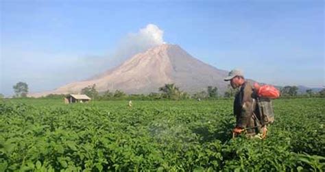 Tanah Vulkanik Dilengkapi Pengertian Ciri Jenis Dan Manfaatnya Yang