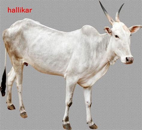 37 best Indian Cow Breeds images on Pinterest | Cows, Cattle and Cow