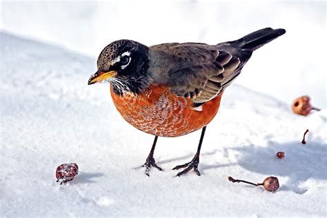 The American Robin Photograph By Marcia Colelli Pixels