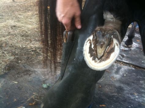 Contracted Heels Backyard Racehorse Home