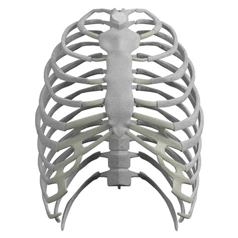 Rib Cage Anatomy Diagram