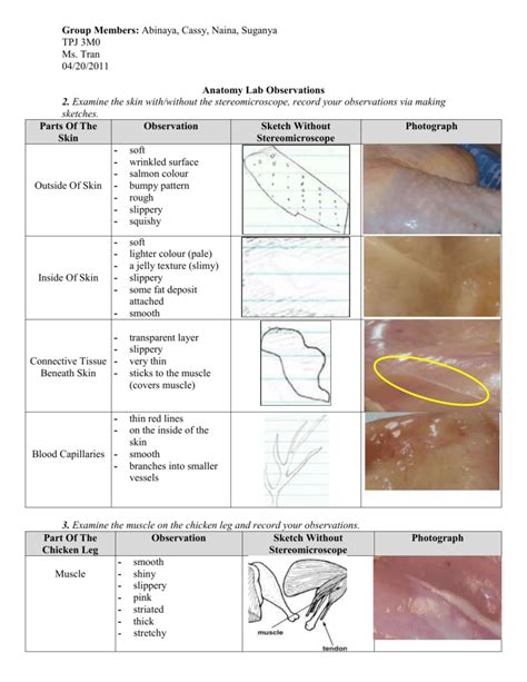 Chicken Leg Anatomy Design Corral