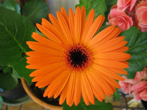 Fileorange Gerbera