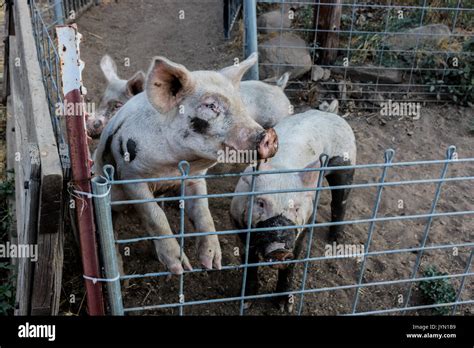 Matschiger Schweinestall Mit Schweinen Fotos Und Bildmaterial In