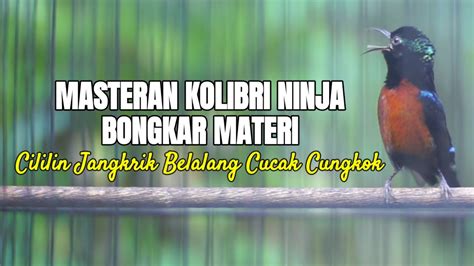 Masteran Terbaik Kolibri Ninja Full Tembakan Cililin Cucak Cungkok