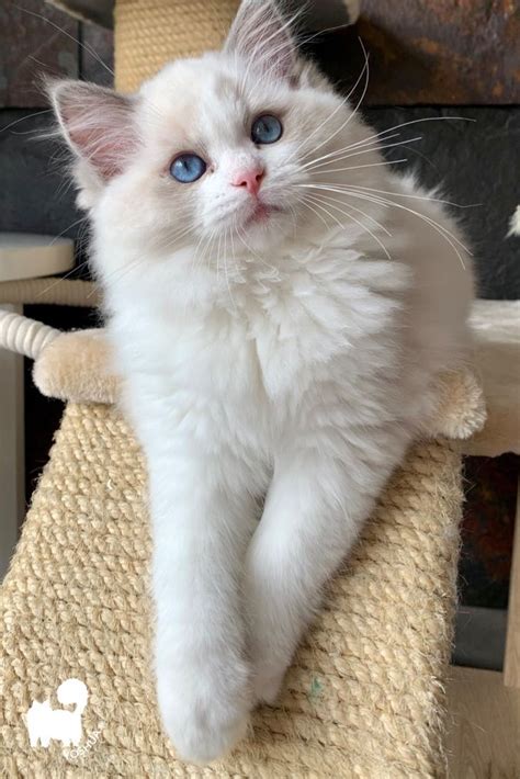 Yo Soy Ragdoll Blue Bicolor Cute Fluffy Kittens Cats Pretty Cats