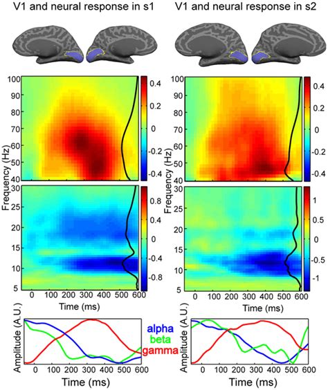 Anatomical Definition Of And The Neural Responses In V For