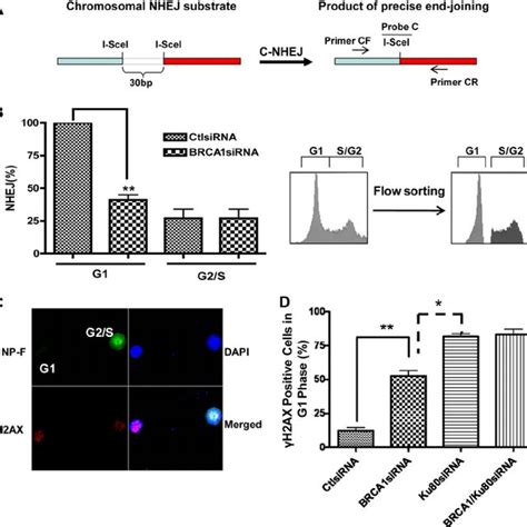 Brca1 Sirna Decreased Overall Nhej Repair Of Chromosomal Dsbs A