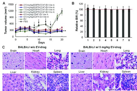 In Vivo Anti Tnbc Efficacy In T Xenografted Balb Cj Mice A Profile