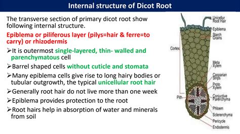 Solution Anatomy Of Dicot Root And Monocot Root Studypool