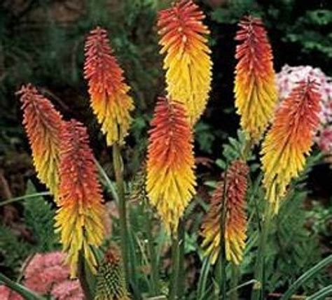 50 Red Hot Poker Seeds Garden Starts Nursery PERENNIAL - Etsy