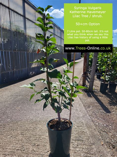 Buy Katherine Havemeyer Lilac Tree Online Free Uk Mainland Delivery