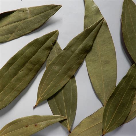 PR Exports|Bay Leaf Exporters,Bay leaf suppliers in India|Bay Leaf in India