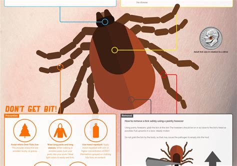 Lyme Disease Infographic Caregiver Solutions Magazine