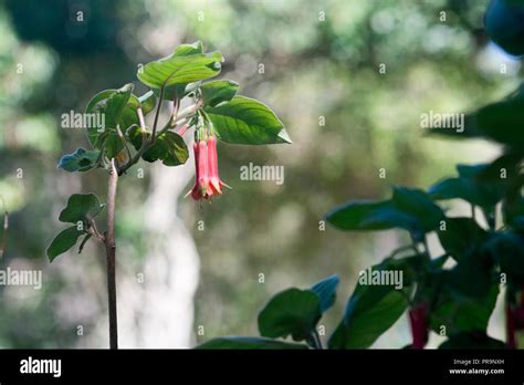 Red Bell Shape Flowers Macro Closeup With Bokeh Copy Space Probably