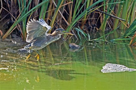 Green Heron Coyote Hills Regional Park Fremont Ca Thanks Flickr