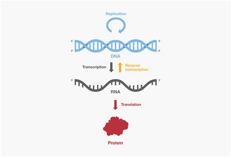 Reverse Transcription Basics Thermo Fisher Scientific Uk