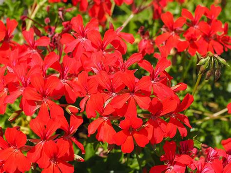 Hd Wallpaper Geranium Flowers Red Pelargonium Grandiflorum Colorful Wallpaper Flare