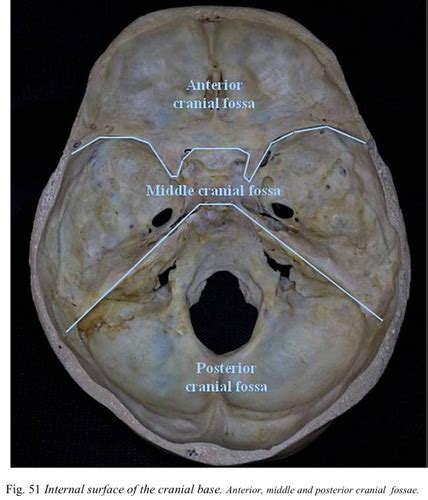 Internal Surface Of Cranial Base Anterior Cranial Fossa Flashcards