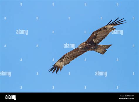 Hybrid (Eastern) Black Kite, Milvus migrans migrans x lineatus ...