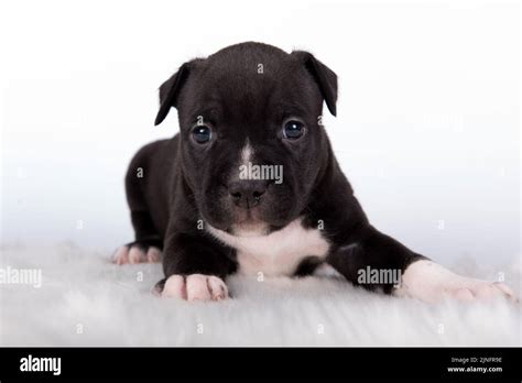 Black And White American Staffordshire Terrier Dog Or Amstaff Puppy On