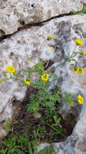 Subspecies Senecio Leucanthemifolius Vernalis Inaturalist