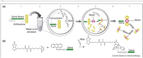 Figure 1 from Expanding nucleic acid function in vitro and in vivo ... 
