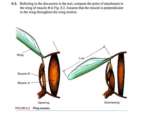 A Number Of Different Wing Muscle Arrangements Occur